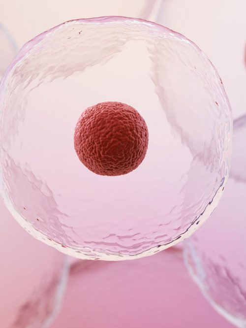 stem-cells-red